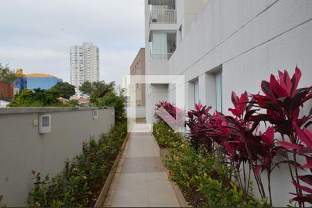 Área comum de apartamento para alugar com 2 quartos, 50m² em Cambuci, São Paulo