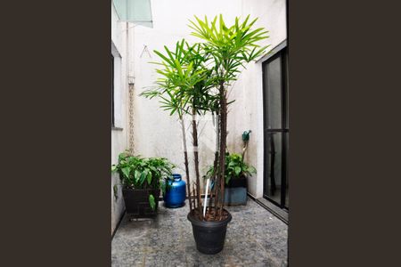 Detalhe - Jardim de Inverno de casa à venda com 3 quartos, 186m² em Vila Palmeiras, São Paulo