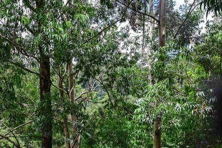 Apartamento para alugar com 458m², 4 quartos e 4 vagasVista da Varanda