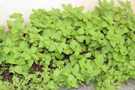 Apartamento para alugar com 47m², 1 quarto e 1 vagaÁrea comum