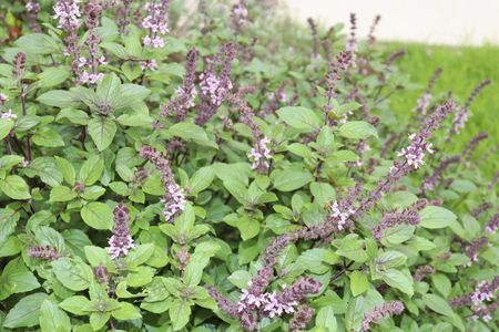 Apartamento para alugar com 47m², 1 quarto e 1 vagaÁrea comum