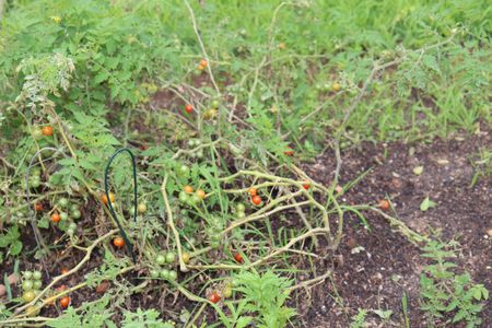 Apartamento para alugar com 47m², 1 quarto e 1 vagaÁrea comum