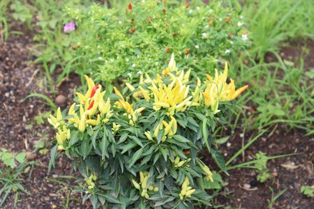 Apartamento para alugar com 47m², 1 quarto e 1 vagaÁrea comum