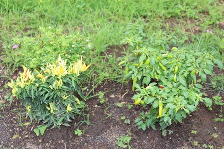 Apartamento para alugar com 47m², 1 quarto e 1 vagaÁrea comum