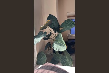 Sala de apartamento à venda com 2 quartos, 68m² em Vila São José, São Paulo