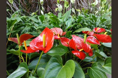 Apartamento para alugar com 34m², 1 quarto e sem vaga Apartamento para alugar com 34m², 1 quarto e sem vagaÁrea comum