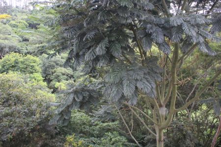 Apartamento para alugar com 50m², 2 quartos e 1 vagaVista do Quarto 1