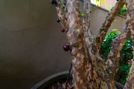 Casa para alugar com 304m², 4 quartos e 3 vagasJardim