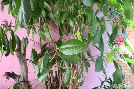 Casa à venda com 520m², 5 quartos e 3 vagasEntrada