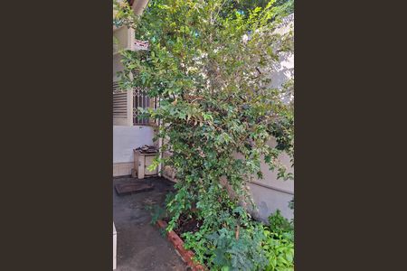Casa para alugar com 101m², 2 quartos e sem vagaQuintal