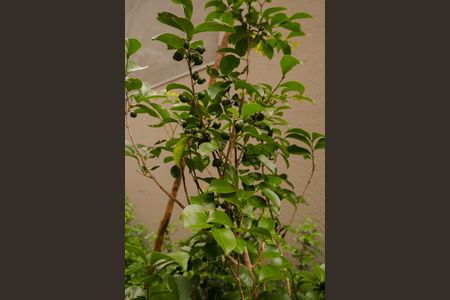 Apartamento para alugar com 50m², 2 quartos e 1 vaga Apartamento para alugar com 50m², 2 quartos e 1 vagaÁrea Verde