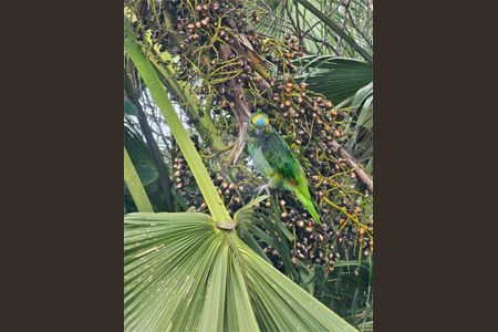 Apartamento à venda com 3 quartos, 78m² em Vila Campestre, São Paulo