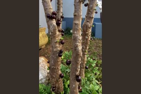 Casa à venda com 238m², 3 quartos e 6 vagas