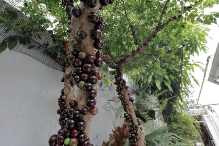 Casa à venda com 65m², 4 quartos e 1 vaga Casa à venda com 65m², 4 quartos e 1 vagaQuintal