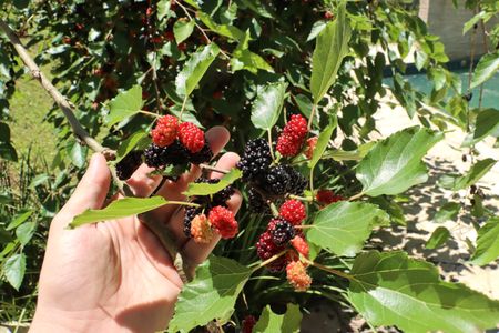 Casa de condomínio para alugar com 330m², 5 quartos e 6 vagasÁrea comum