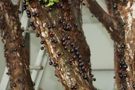 Casa de condomínio para alugar com 750m², 5 quartos e 6 vagasÁrea comum