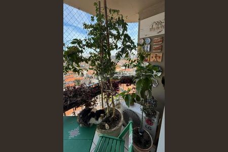 Apartamento à venda com 3 quartos, 96m² em Vila Sonia, São Paulo