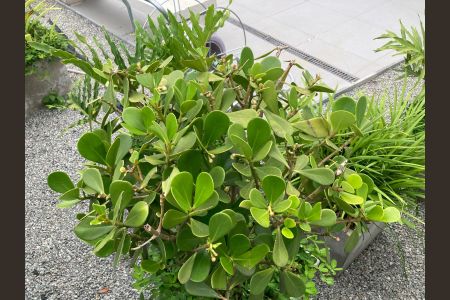 Apartamento para alugar com 26m², 1 quarto e sem vagahorta