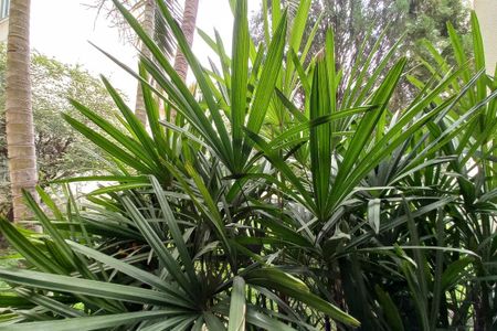 Vista da Sala de apartamento à venda com 2 quartos, 80m² em Jardim das Bandeiras, Campinas