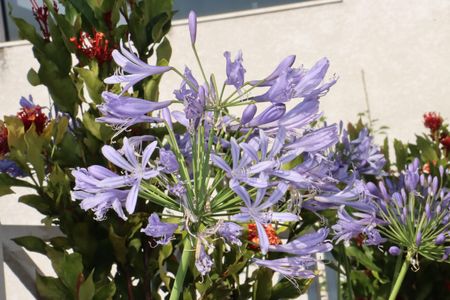 Casa de condomínio para alugar com 380m², 4 quartos e 4 vagasÁrea Externa