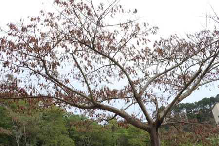 Apartamento para alugar com 49m², 2 quartos e 1 vagaQuarto 2