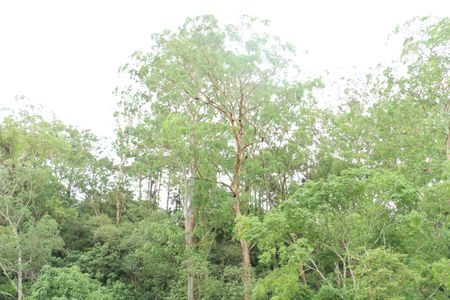 Casa para alugar com 1 quarto, 35m² em Jardim Leonor, Cotia