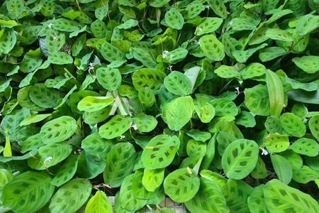 Apartamento à venda com 72m², 2 quartos e 2 vagas