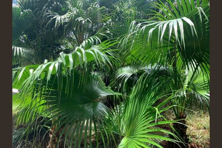 Apartamento à venda com 74m², 3 quartos e 2 vagasFoto 28