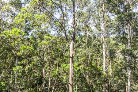 Vista da Varanda de apartamento para alugar com 3 quartos, 201m² em Residencial Tambore Iii, Santana de Parnaíba