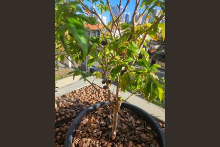 Apartamento à venda com 330m², 4 quartos e 4 vagas Apartamento à venda com 330m², 4 quartos e 4 vagasVaranda