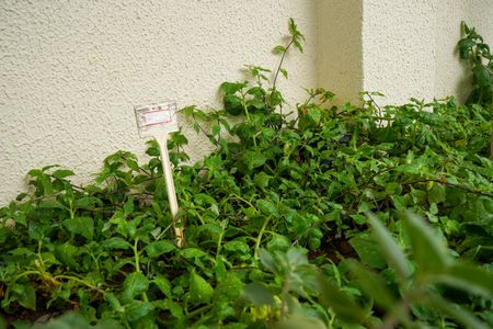 Apartamento para alugar com 74m², 3 quartos e 2 vagasHorta