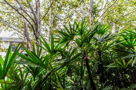 Casa de condomínio à venda com 650m², 5 quartos e 8 vagasVista da Varanda Suíte 2