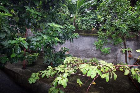 Casa para alugar com 324m², 6 quartos e sem vagaQuintal