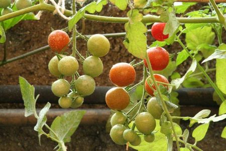 Casa à venda com 720m², 5 quartos e 9 vagas