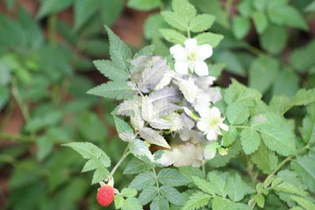 Casa à venda com 720m², 5 quartos e 9 vagas