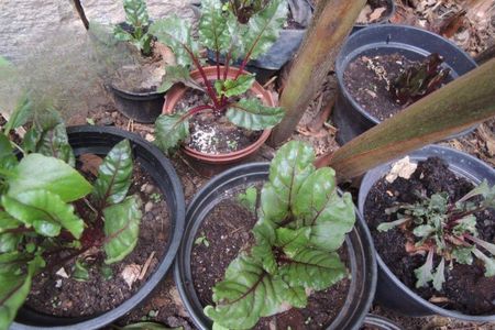 Casa à venda com 720m², 5 quartos e 9 vagas