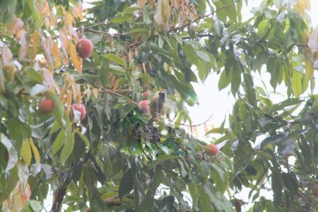 Casa à venda com 720m², 5 quartos e 9 vagas