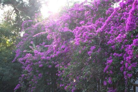 Casa à venda com 720m², 5 quartos e 9 vagas