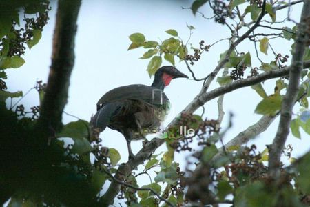 Casa à venda com 720m², 5 quartos e 9 vagas