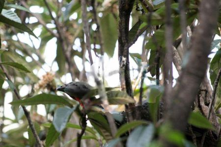 Casa à venda com 720m², 5 quartos e 9 vagas