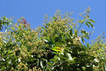 Casa à venda com 720m², 5 quartos e 9 vagas