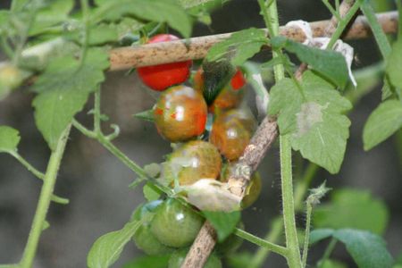 Casa à venda com 720m², 5 quartos e 9 vagas