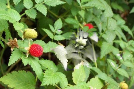 Casa à venda com 720m², 5 quartos e 9 vagas