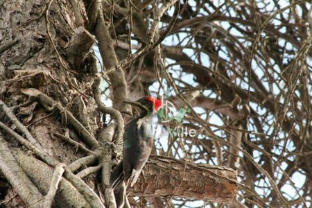 Casa à venda com 720m², 5 quartos e 9 vagas