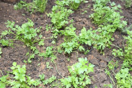 Apartamento para alugar com 67m², 2 quartos e 2 vagasÁrea Comum