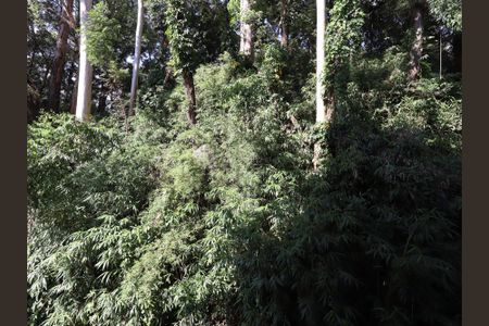 Vista da Varanda de apartamento para alugar com 2 quartos, 61m² em Vila Progredior, São Paulo