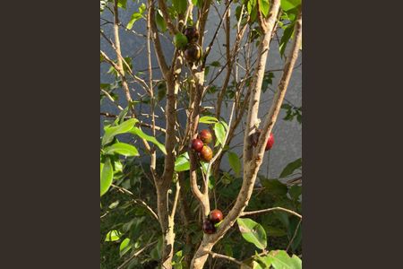 Casa de condomínio à venda com 135m², 3 quartos e 2 vagas