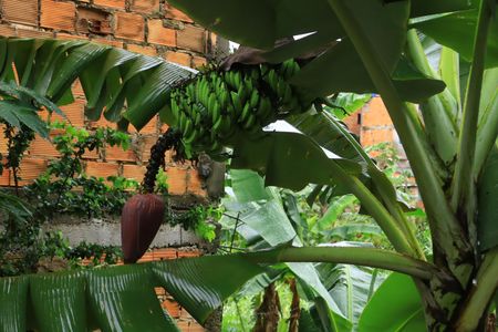 Casa para alugar com 120m², 2 quartos e 1 vagaQuintal