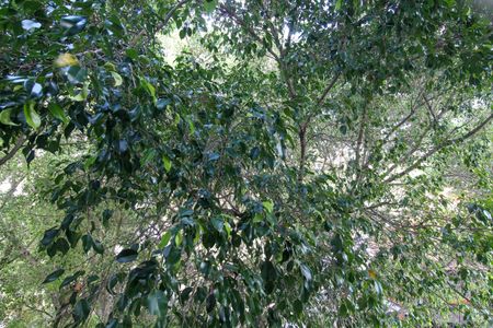 Vista do Quarto 1 de apartamento à venda com 2 quartos, 75m² em Vila Indiana, São Paulo