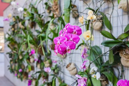 Apartamento para alugar com 29m², 1 quarto e 1 vagaÁrea comum